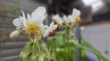 Sparrmannia africana