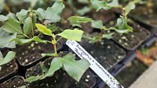 Eucryphia x intermedia 'Rostrevor'