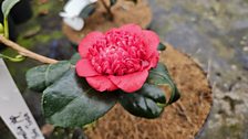 Camellia 'Bob's Tinsie'