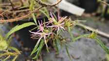 Rhododendron stenopetalum Linearifolium