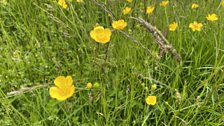 Buttercups aplenty....