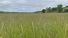 Wilcox Meadow in Radnorshire