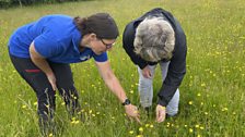 What's in a meadow?