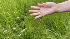 Meadow Foxtail