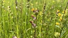 Yellow Rattle ...