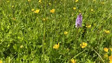 The Common Spotted orchid - despite it's name there's only one here