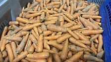 That's a lot of carrots!