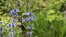 Gardeners' Corner @ 40
