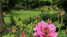 Gardeners' Corner @ 40