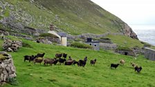 Caoraich air Hiort