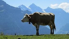Swiss cows
