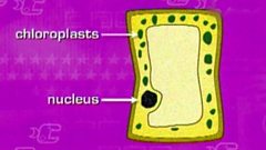 ciliated epithelial cell for kids