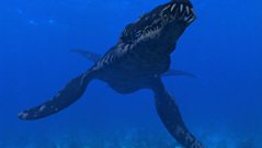 walking with dinosaurs cruel sea
