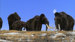 woolly rhino walking with beasts