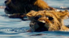 Lion cubs stuck between crocodiles and buffalo