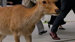 The Japanese town where deer roam free