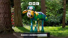 Famous sheep spotted in Cambridgeshire