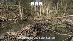 The signs of wild beavers in the Wyre Forest