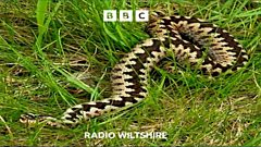 Wiltshire dog in “serious danger” after snake bite