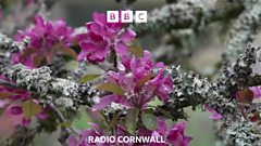 'Festival of Blossom' in the Tamar Valley