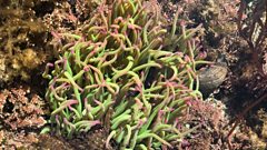 The joys of rockpooling