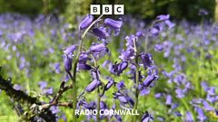 It's a great year for the bluebells in Bodmin