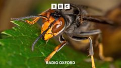 Has the Asian Hornet come to Oxfordshire?