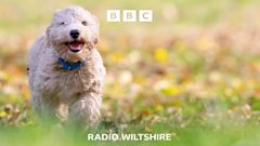 More dogs needed in Wiltshire to give blood