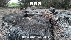 Vandals leave Beds wildlife site ‘a charred mess’