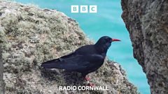Bumper breeding season for Cornish Choughs