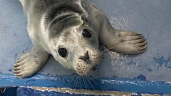Smores the seal is a very lucky pup