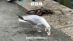Shouting at a seagull might stop it stealing food