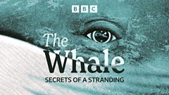 The Whale, Secrets of a Stranding
