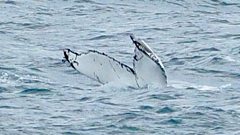 Pi the whale is back!