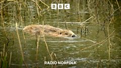 The mystery of the Pensthorpe beaver