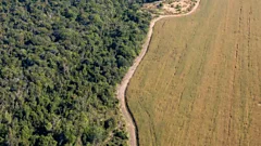 Large soya farms in South America clear native vegetation and habitats.
