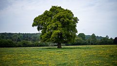 Adaptations of plants - Ecosystems and habitats - KS3 Biology - BBC ...