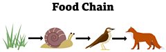 What is a food chain? - BBC Bitesize