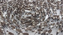 A reindeer cyclone - a large group of reindeer running in a spiral to avoid a predator