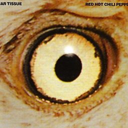 Scar Tissue