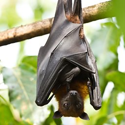 BBC Four - The Wonder of Animals - Wonder facts: Bats