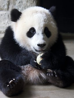 BBC One - Super Cute Animals - Giant panda