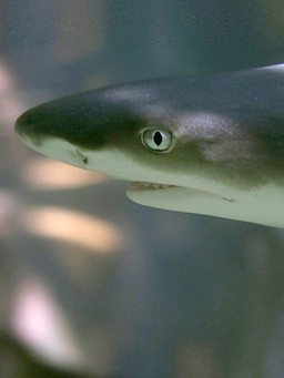 8 Catchy Facts About Baby Shark