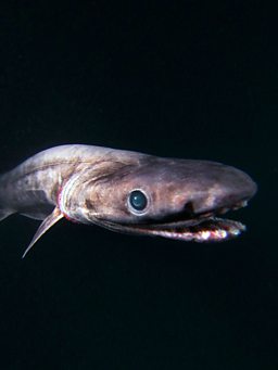 frilled shark teeth