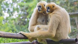 Why do gibbons sing duets?