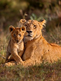 BBC One - Animal Super Parents - Lions