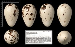 Victorian Bird Egg Collection 8”w X 12”h – WayneWilsonArt