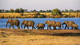 Counting elephants,  Australian Elvis 空中数大象，澳大利亚“猫王节” 