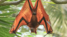 Australian bat invasion