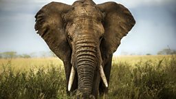 Ambitious plan to re-home elephants 500头野生大象迁徙计划